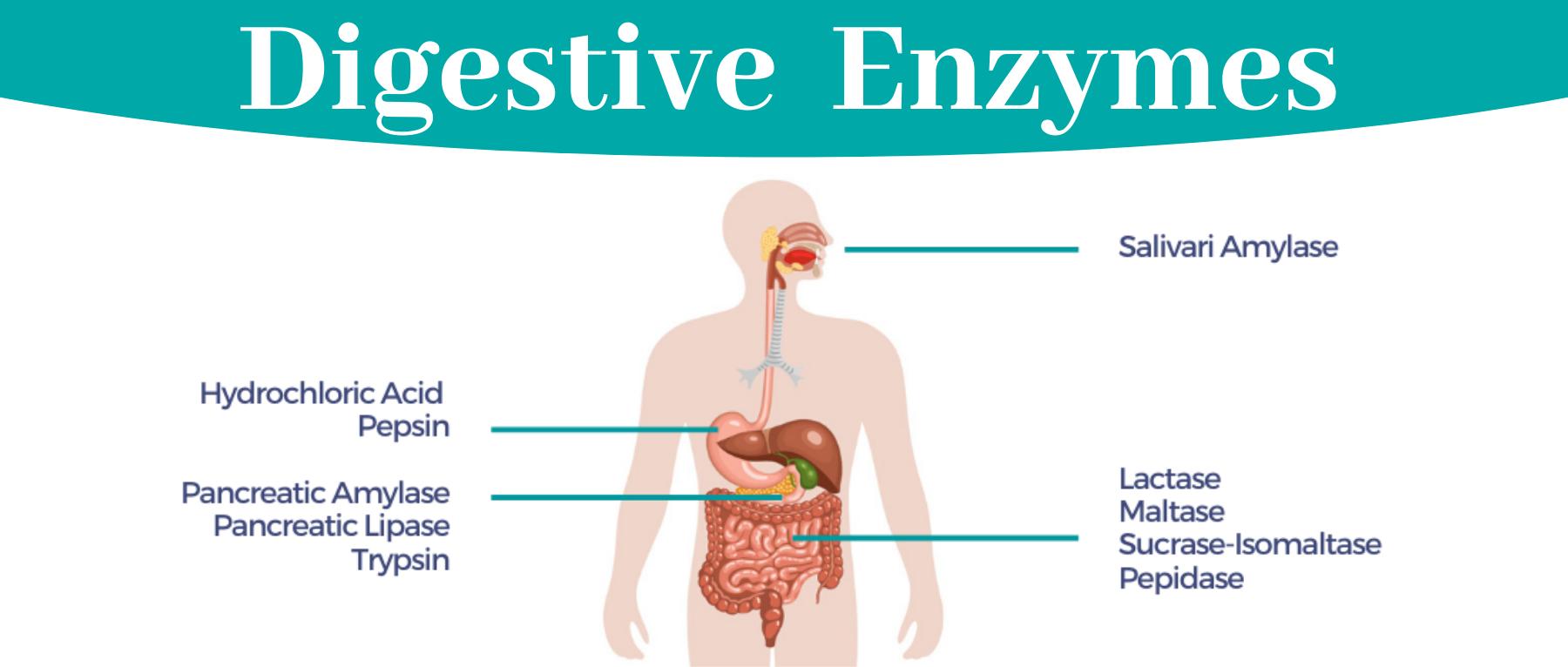 各种消化酶的作用,消化酶由哪些产品组成