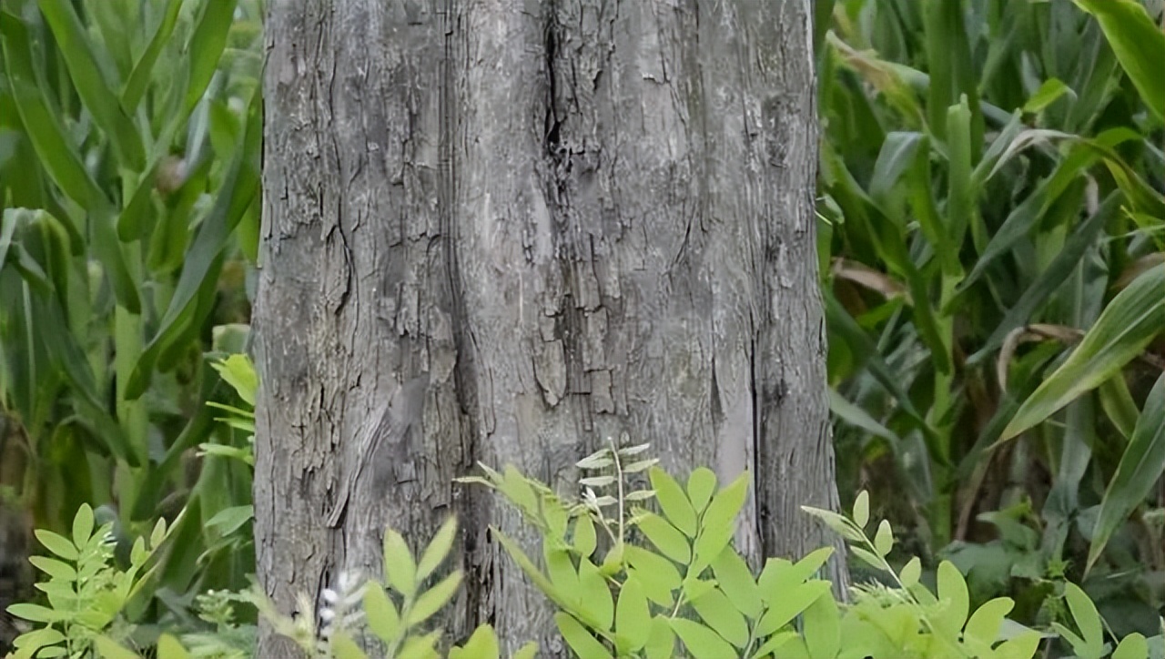 大红酸枝有哪几种木材,大红酸枝属于什么木种