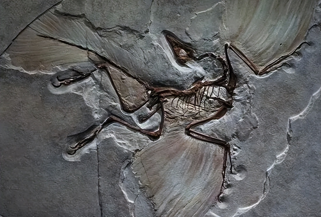 顶级户外品牌排行榜始祖鸟,始祖鸟和爱马仕