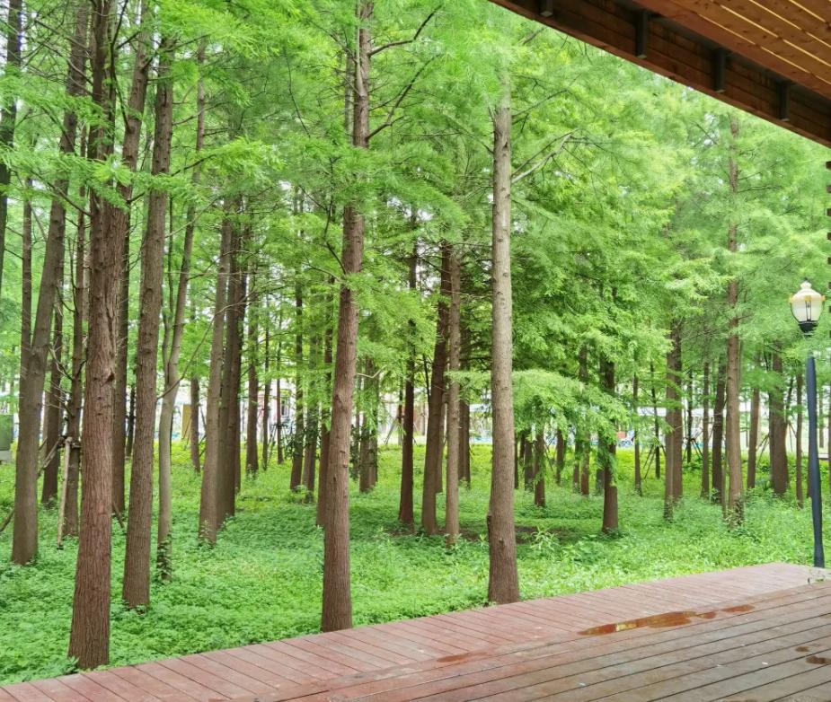 上海附近的森林秘境,上海惊现的森林秘境