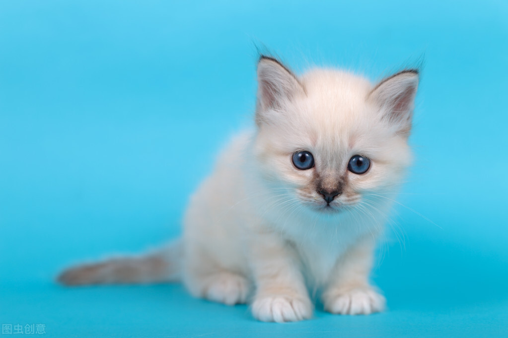 猫咪眼睛的颜色你了解吗？快看看你家主子是那种