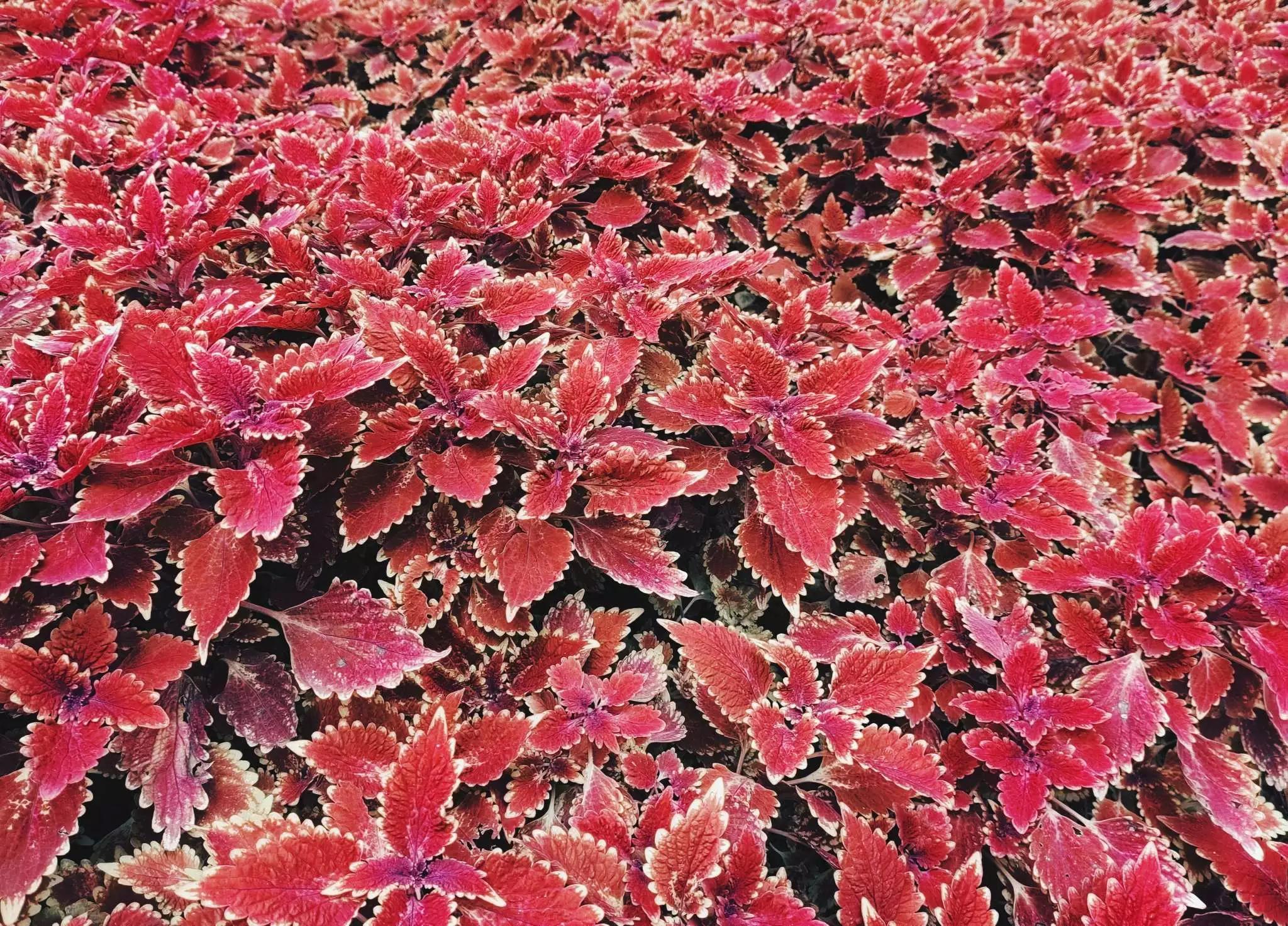 认识各种花的花名,认识各种花的名称