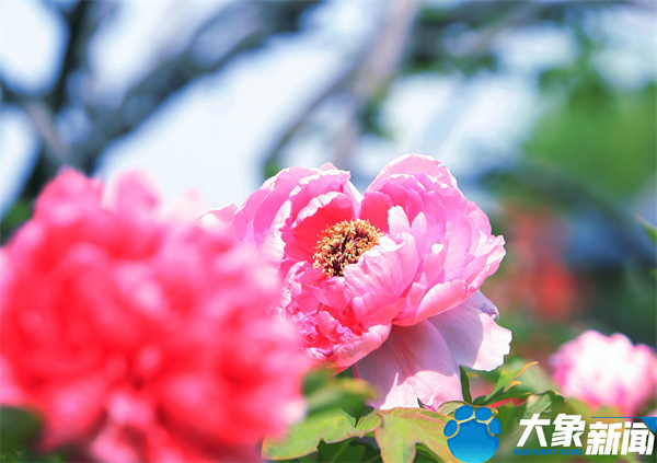 花开时节动京城最美不过洛阳城,四月洛阳美如画千年帝都是花城