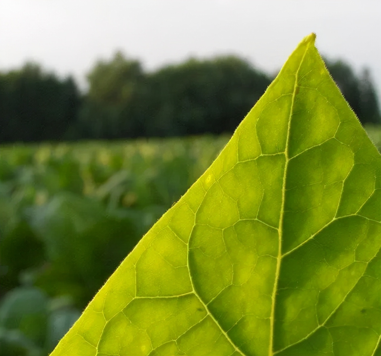 雪茄为什么比香烟价格高,香烟和雪茄的区别怎么这么大