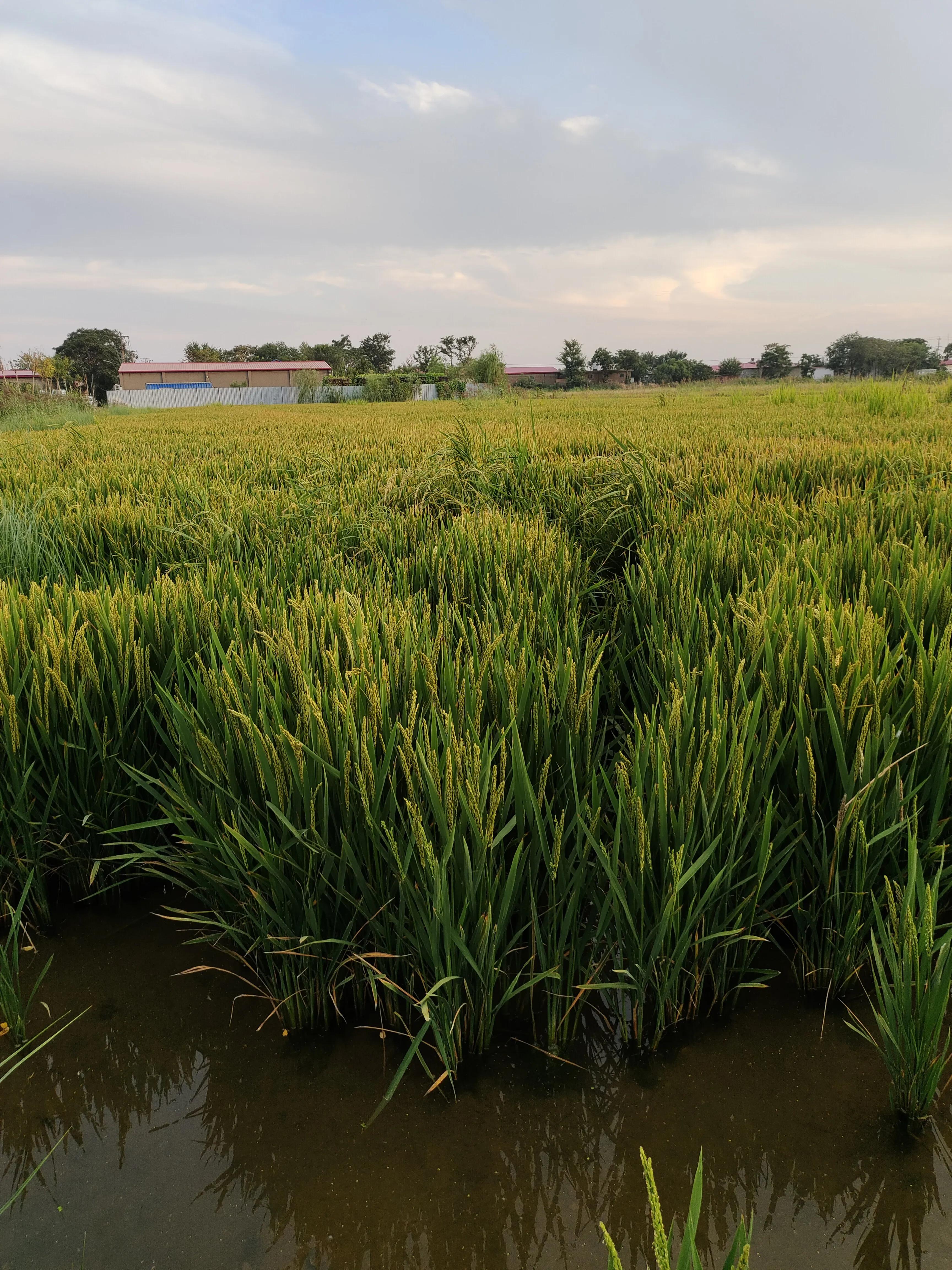 天津小站镇现在是什么地方,天津市小站镇位置