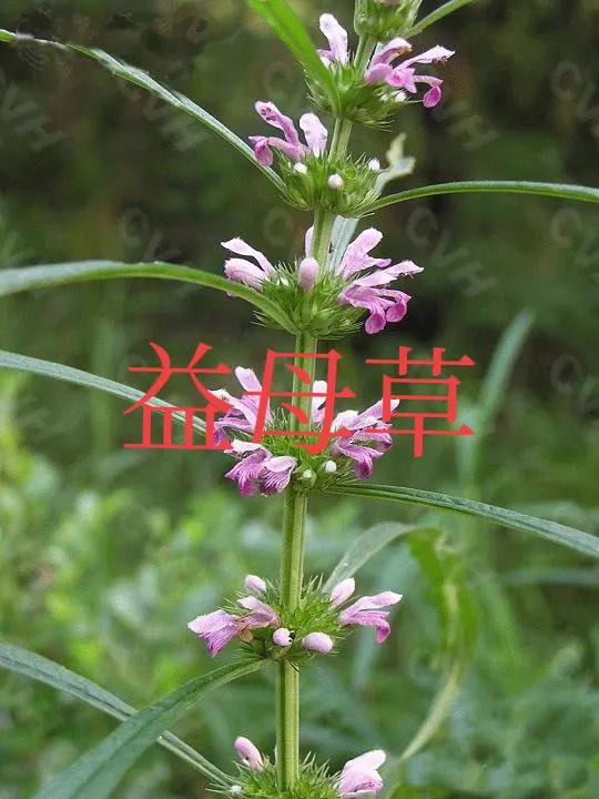 哪种益母草适合月经不调的人喝,益母草专治月经不调