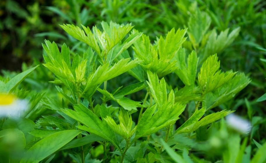 端午节多大的宝宝才能吃粽子,端午节儿童吃粽子为什么