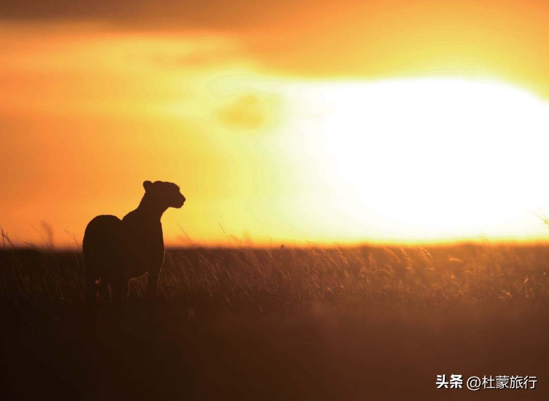 跟随“中国狮子王”，到坦桑看绝色非洲