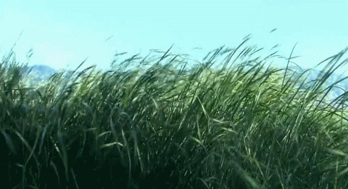 读散文成长,春天里的成长散文