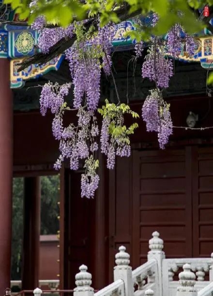 清明北京周边一日游景点推荐,清明节去哪里旅游比较好玩呢北京