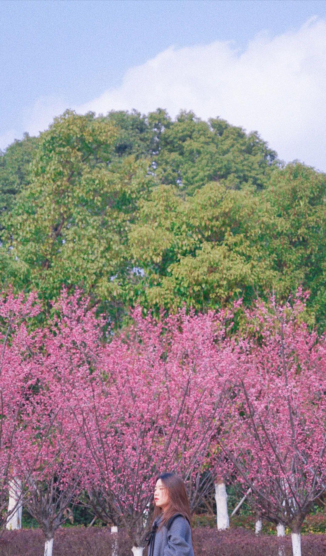 必去的苏州十大最美园林,来苏州必逛的四大园林