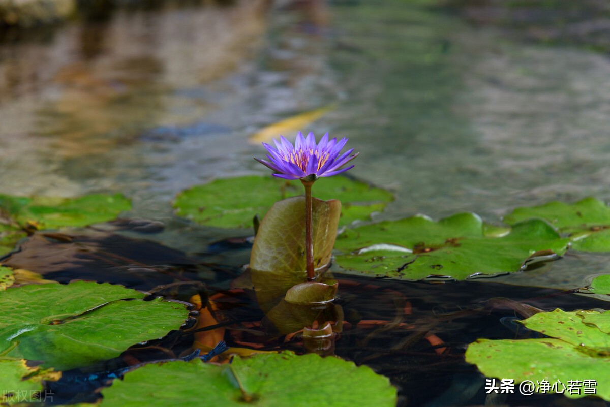 妙乐师父和虚云,虚云老和尚弟子妙乐法师