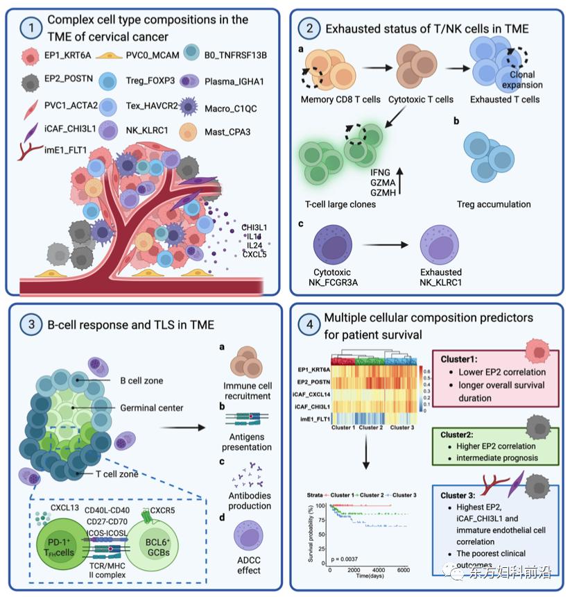科研进展|北院妇科课题组在EMBOJ发表高水平文章