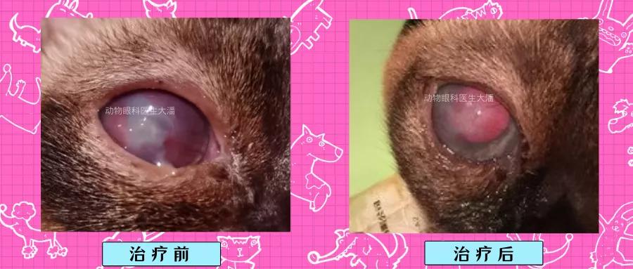 角膜溃疡怎么手术,角膜溃疡的治疗一般多久能治好