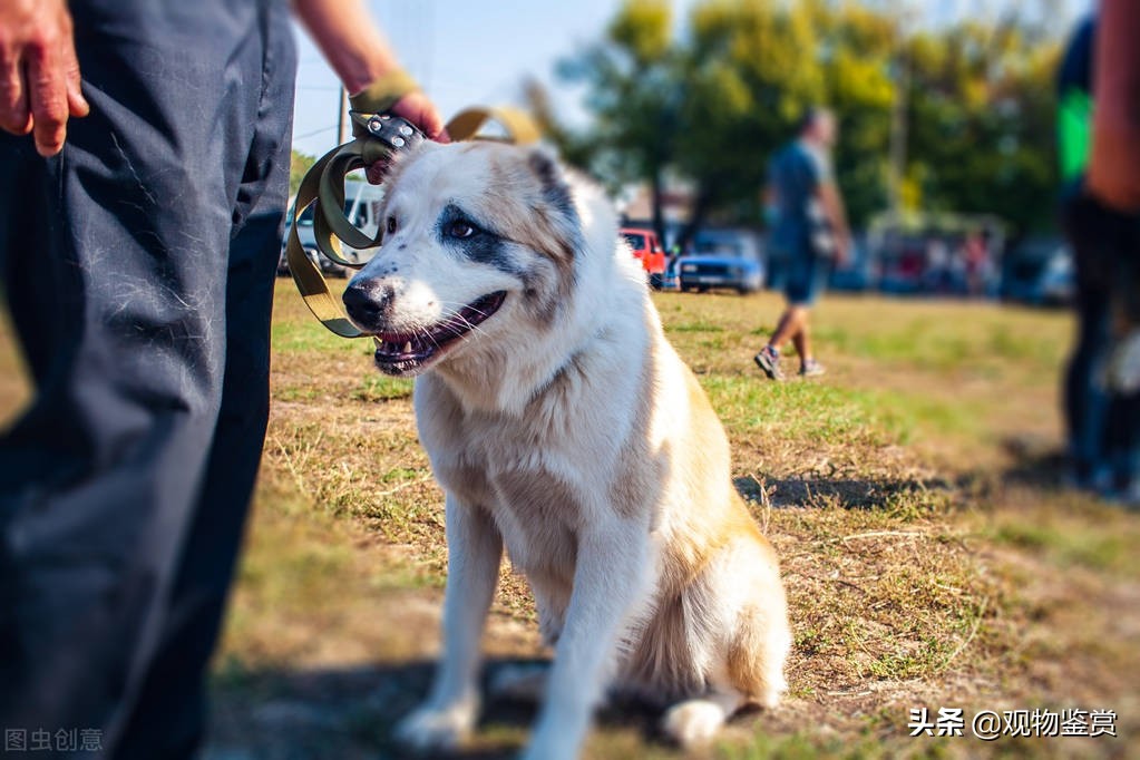 陌生人来家狗狗不叫怎么办,陌生人来家里狗狗一直叫怎么办