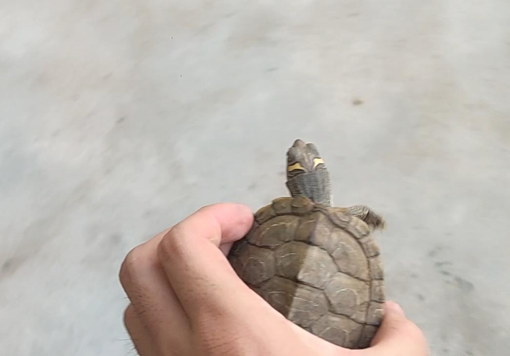 地图龟能吃多少水果,地图龟能吃水果吗