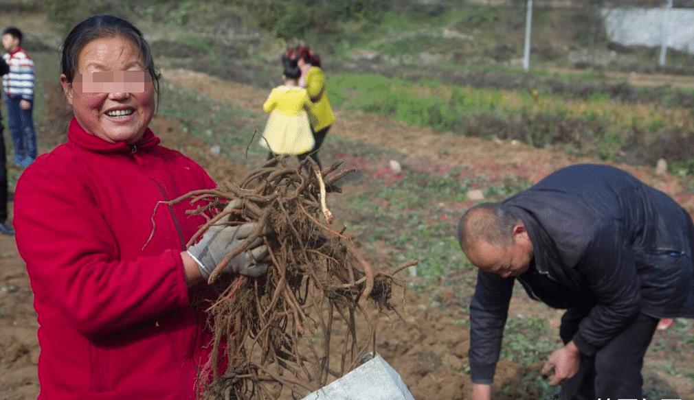 农民药材遭哄抢大哭报警法律解析,农民药材遭哄抢辟谣