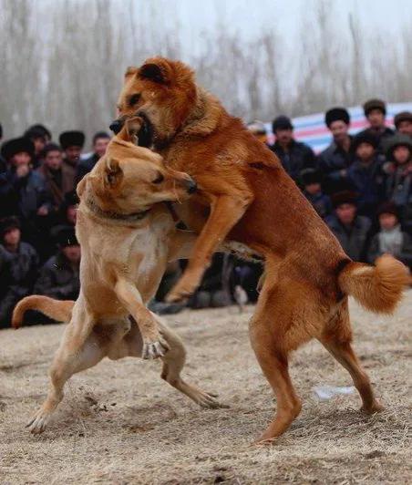 狗王完整视频,狗王单挑狼王