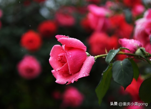 玫瑰花的葬礼,玫瑰花