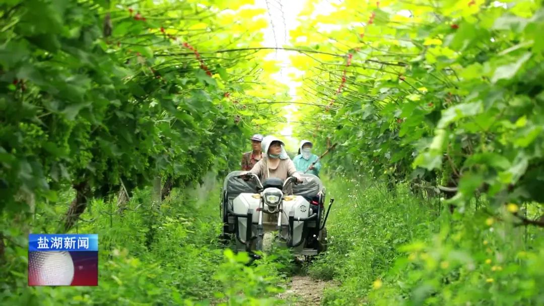 田永胜:小葡萄“串”起致富路