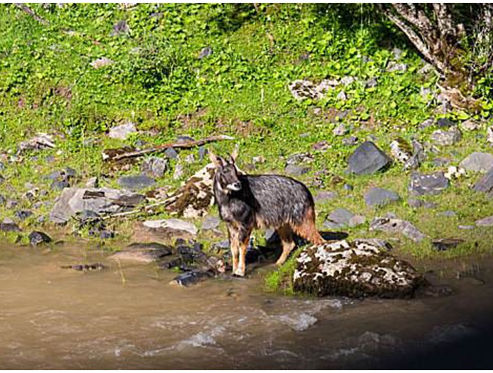 榛勫矖灞卞彂鐜板洓涓嶅儚,鑰佸啘灞变笂鍙戠幇鐨勫洓涓嶅儚