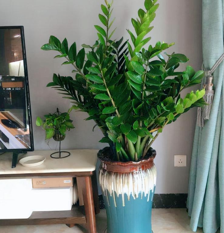 “客厅养树，十有九富”！老祖宗留下的“规矩”，说的太有道理了