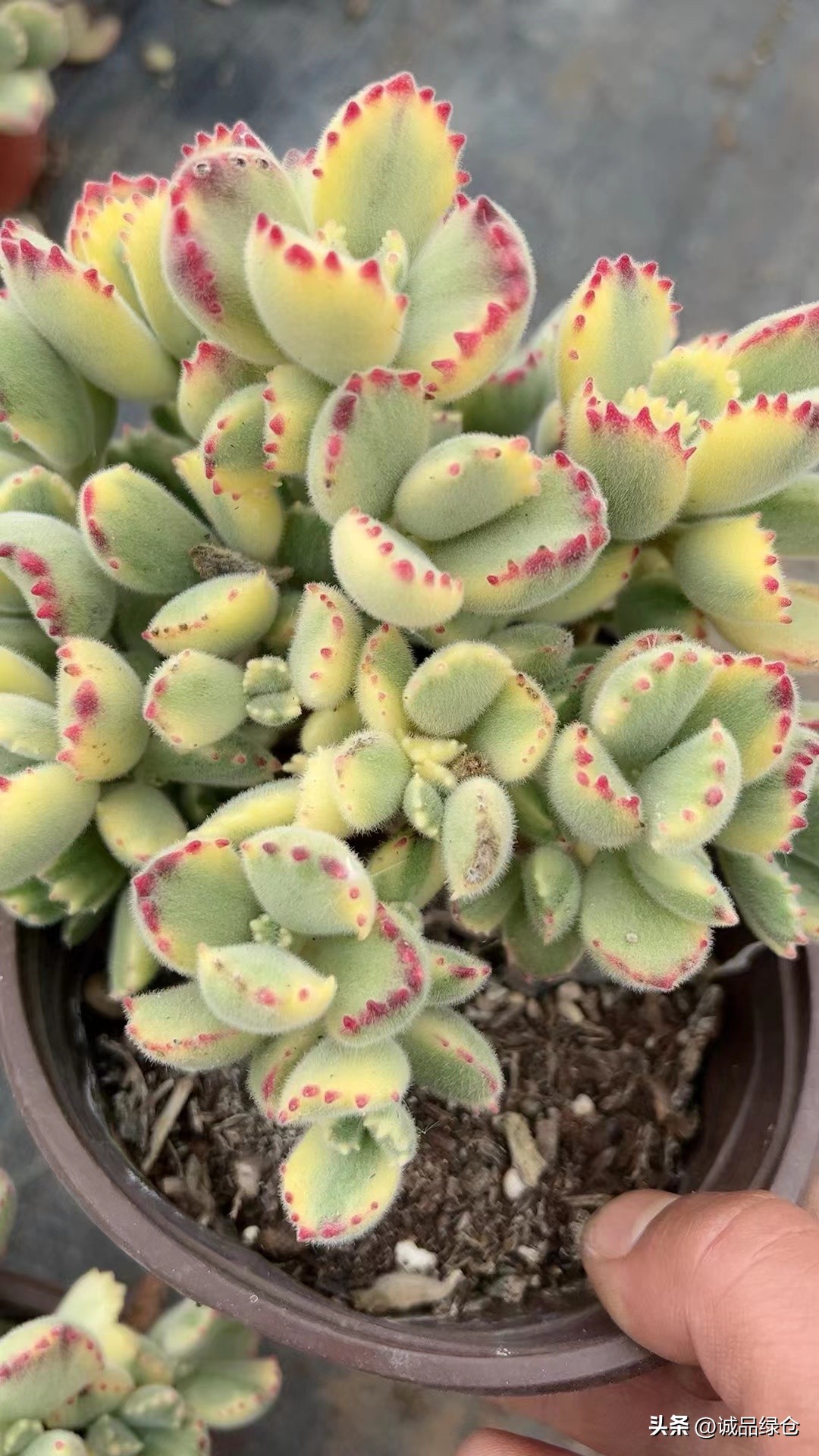 十大最萌的多肉植物,十大稀奇的多肉植物