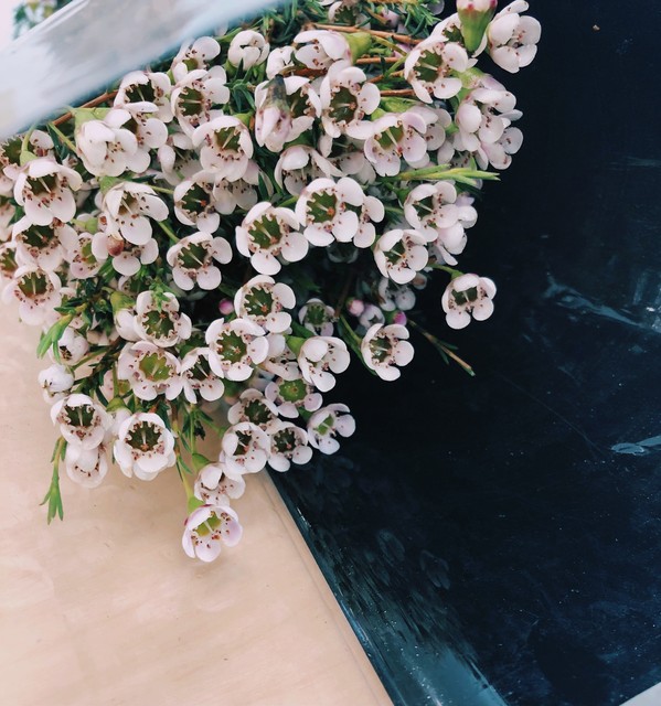 腊梅澳洲腊梅有香味吗,澳洲腊梅怎么感觉像假的