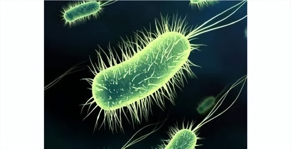 革兰氏阳性孢子,革兰氏阳性孢子菌