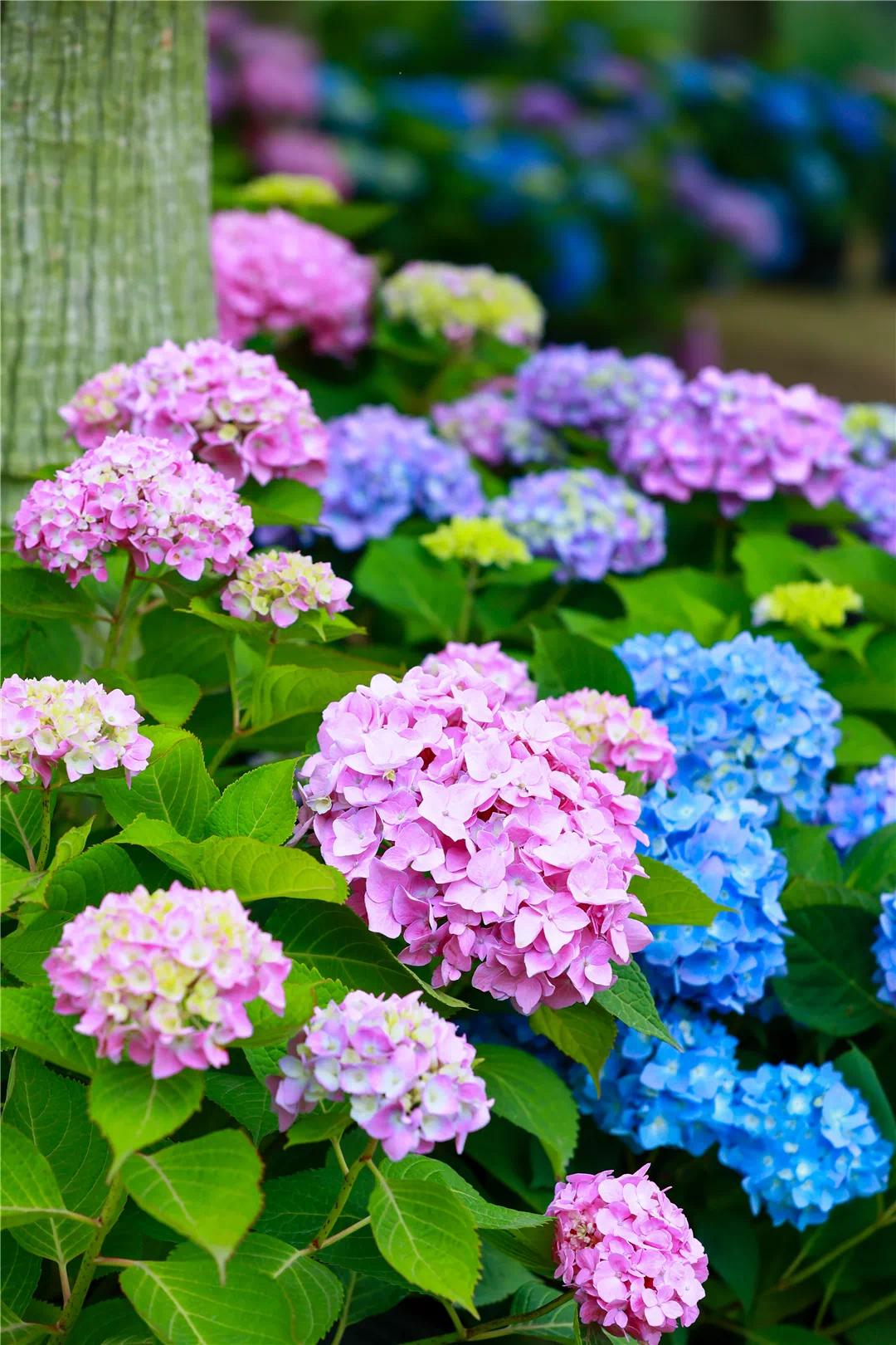 梅州出发4-5天旅游推荐,从广州出发自由行梅州4天攻略