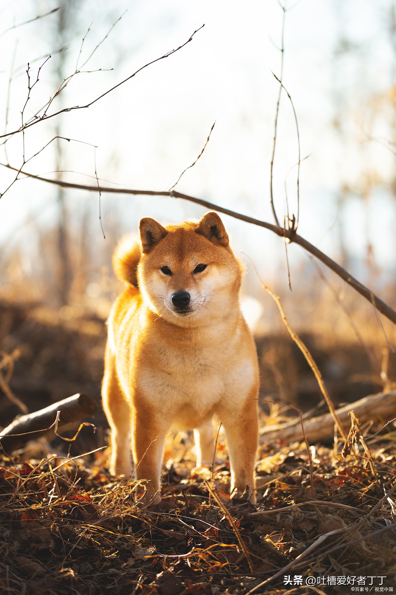 怎么看柴犬是不是纯种,如何判断柴犬正宗