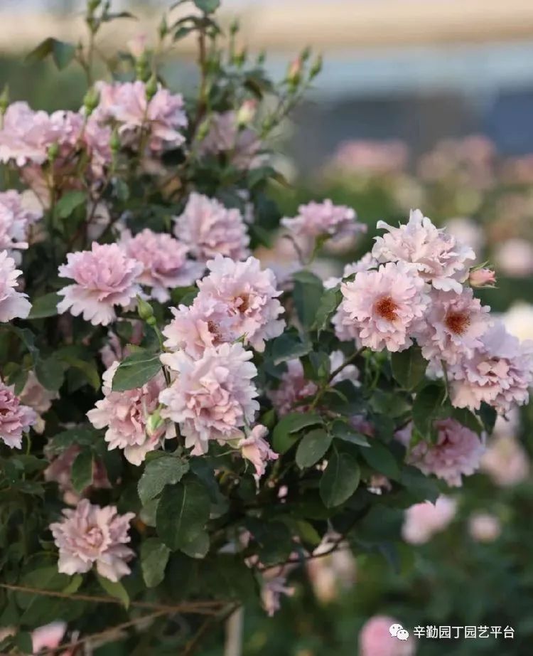 第八届园丁奖露台组《030号》洛基花园