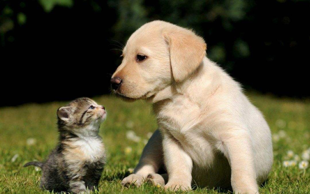 养宠物对抑郁症的孩子有好处么,养宠物的好处和坏处有什么