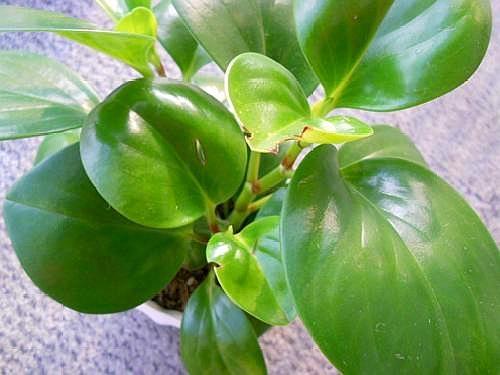 绿萝每月喂什么,绿萝的生活习性和喜好