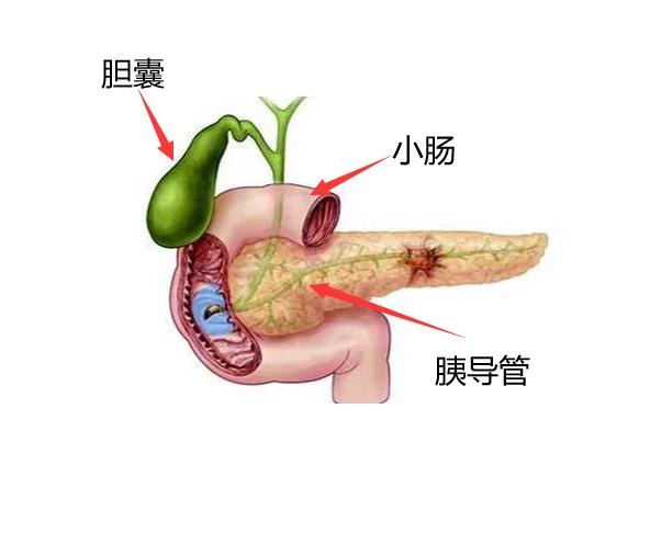 不做活检能确诊胰腺癌吗,癌中之王有多可怕