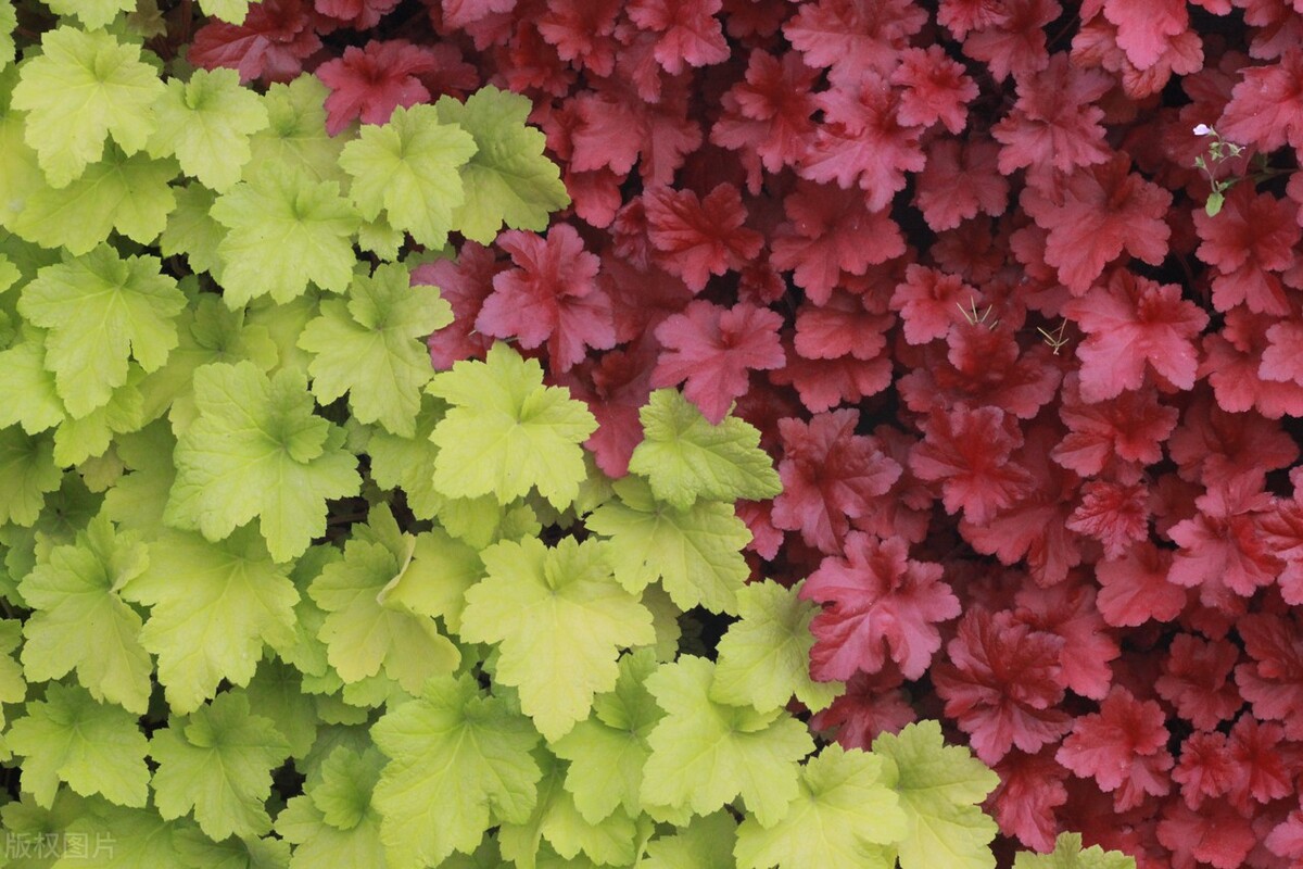 十二星座周运白羊座金牛座双子座,金牛座双子座下半年运势