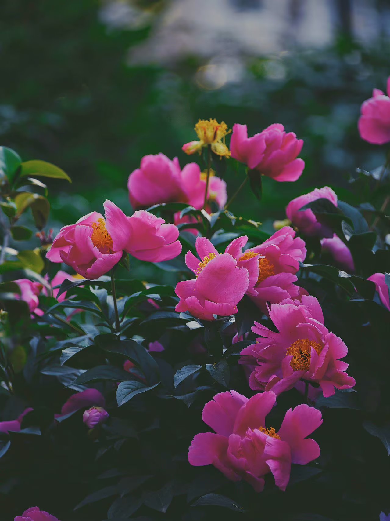 人生苦短其实不完美是生活的常态,人生无常一切都是最好的安排