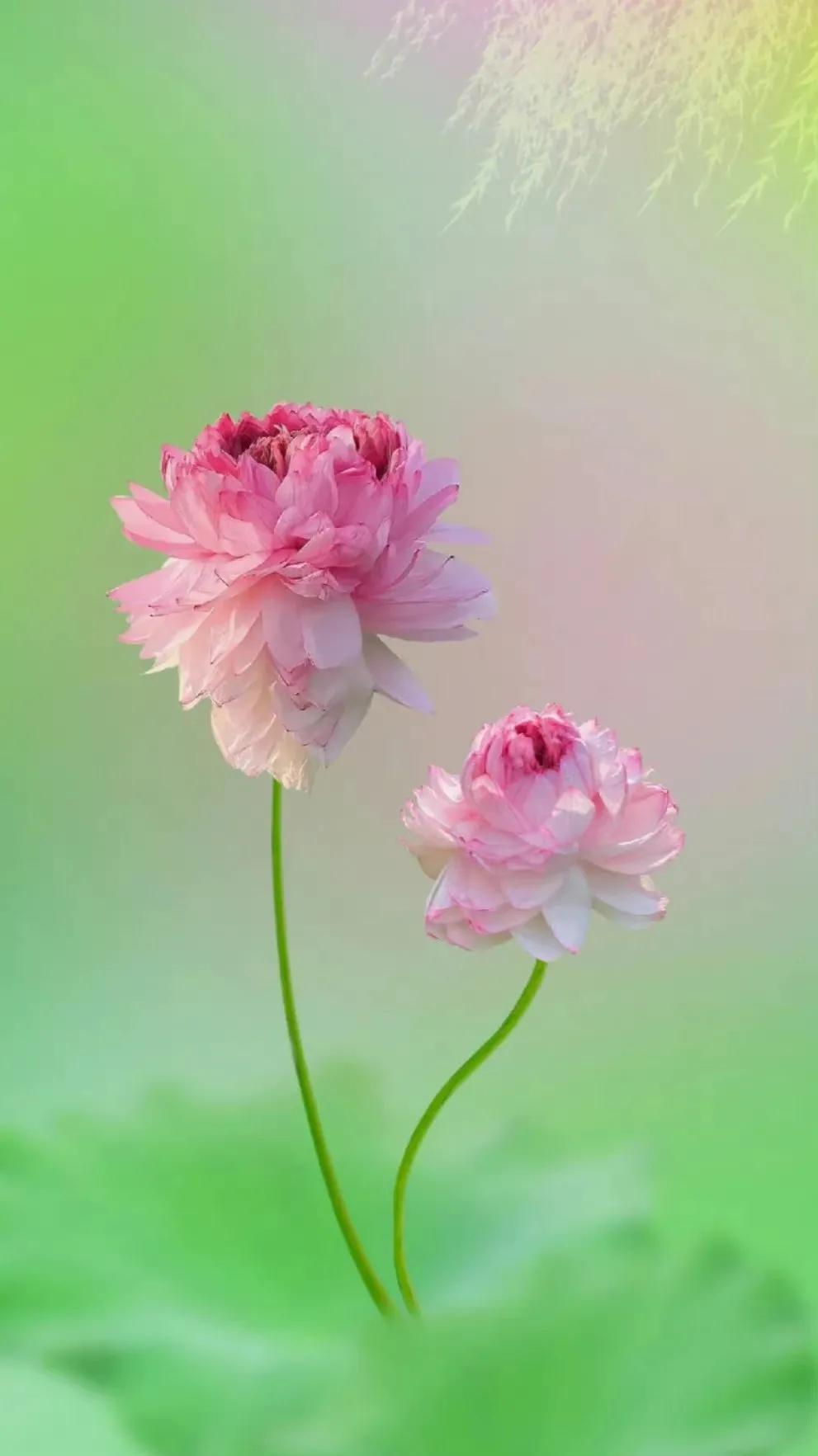 最美荷花古诗图片,诗词荷花图片大全