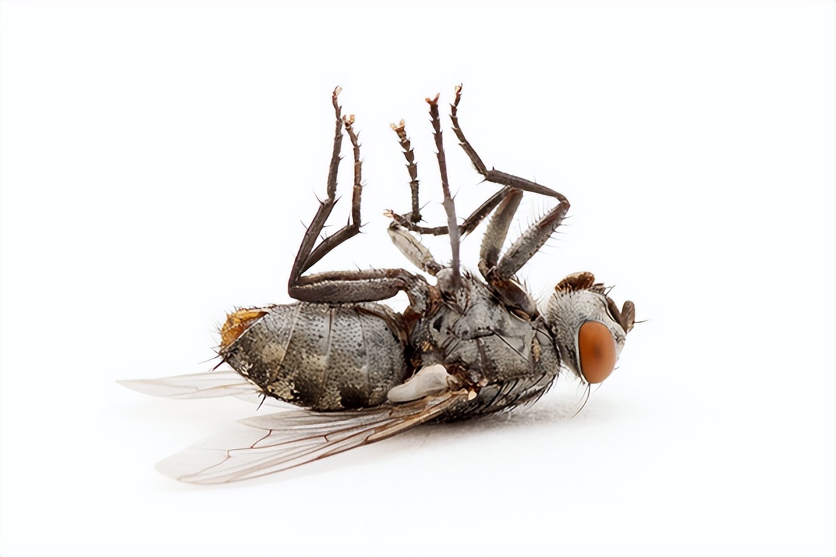 房间里一直有苍蝇嗡嗡嗡的声音,为什么苍蝇一直嗡嗡嗡的飞不停