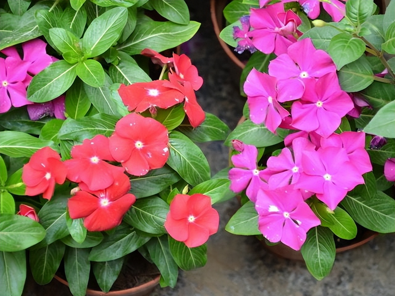 好看易种易活的花推荐,容易爆花的庭院花卉