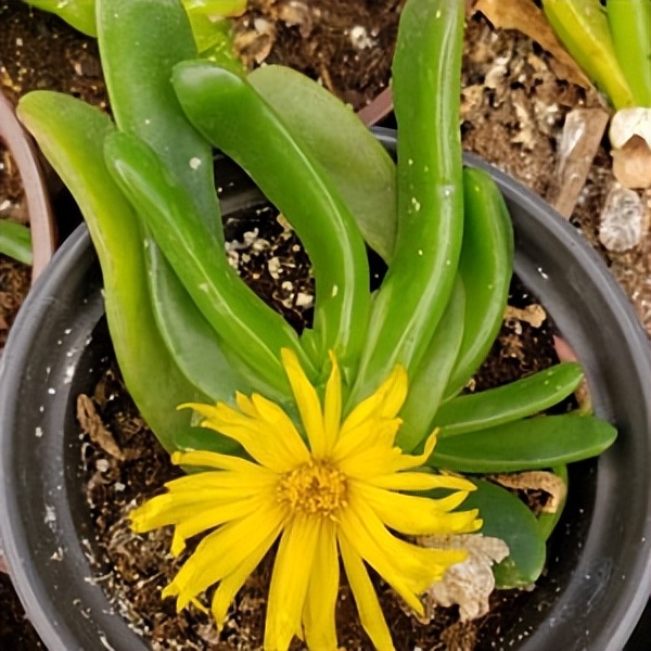 102个大类近500个多肉植物图片，都极其美丽，建议在家中也养一盆