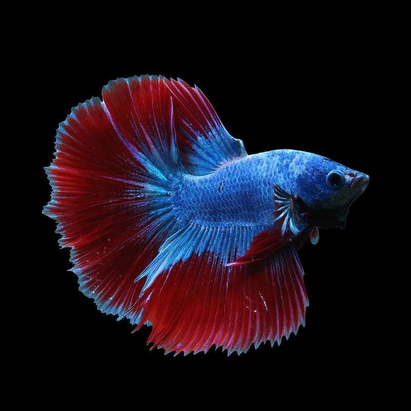 印尼斗鱼和泰国斗鱼的区别,印尼斗鱼能跟泰国斗鱼繁殖吗