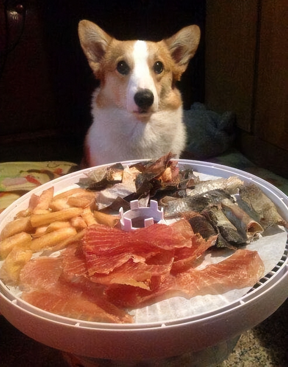 柯基犬生产前呕吐,柯基犬呕吐怎么办