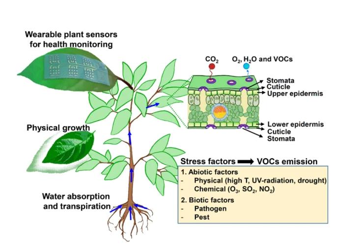 马铃薯种植与加工进展论文,马铃薯生产现状及发展趋势