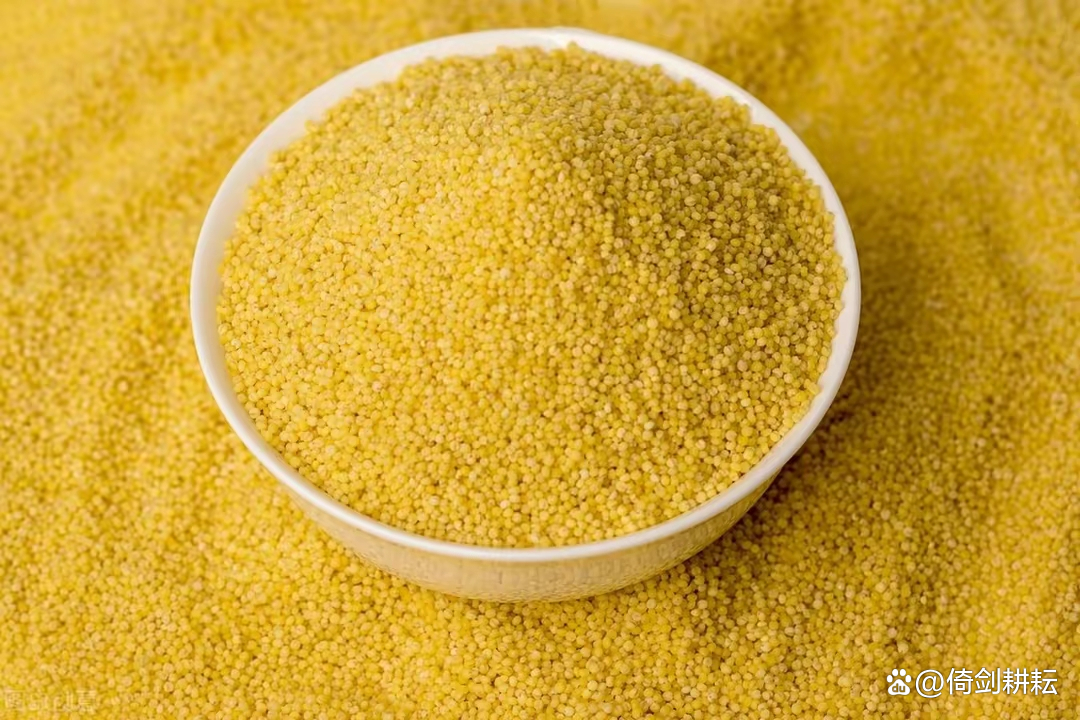 五谷杂粮小米作用,五谷之首唯小米美味可口又营养