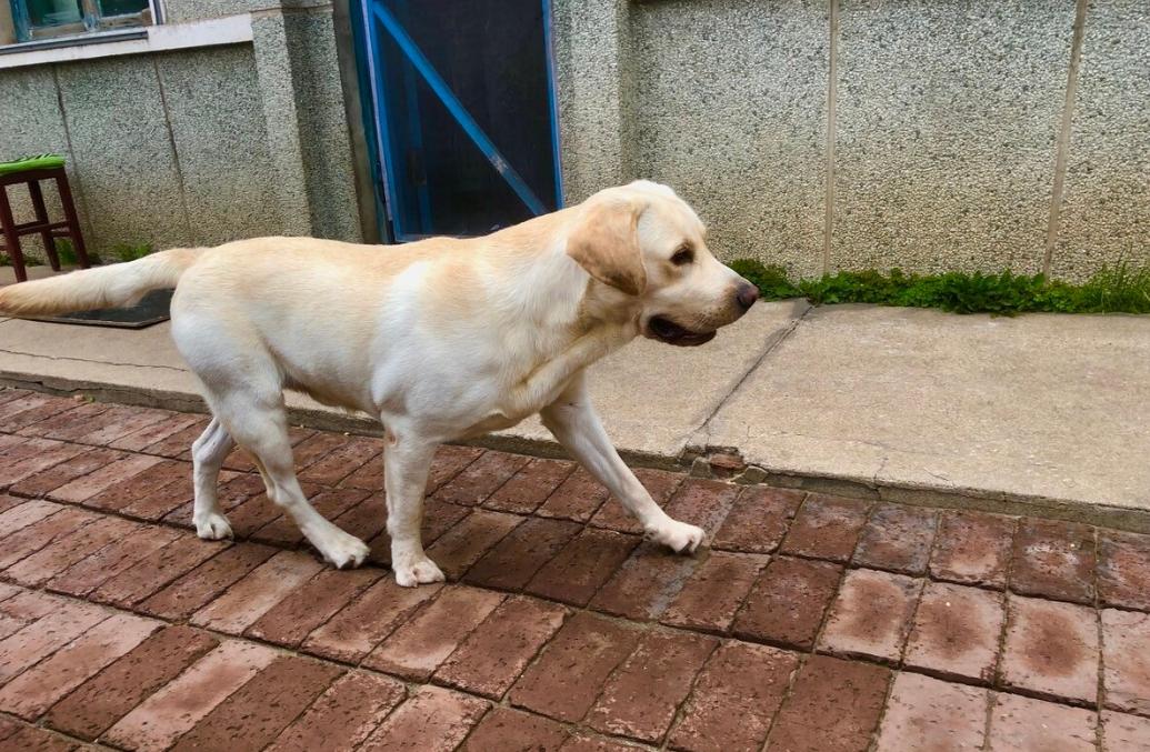 拉布拉多幼犬得病死亡,拉布拉多快下狗时会出现呕吐