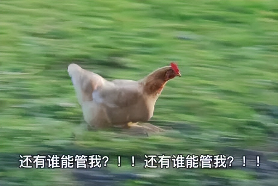 谁懂啊！回南天的养狗人家，惨过住鸡圈！pang臭！