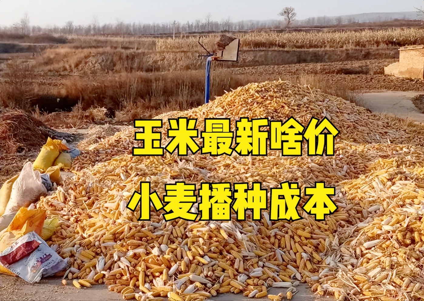 小麦玉米价格十年对比,小麦玉米什么时候价格最高