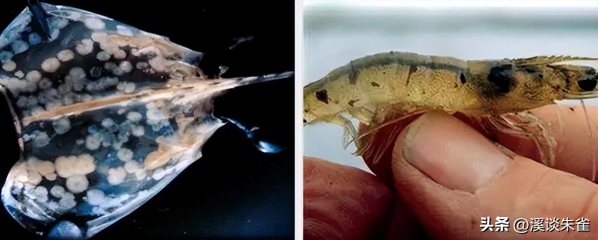 白斑病毒对对虾的影响,白对虾白斑病毒