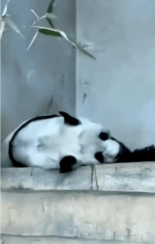 它们被续签给泰国时可是生死合同!却被说成可在泰国安心终老?